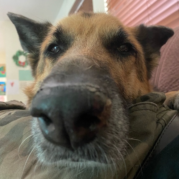 Meet your Posher, Sam - Picture 1 of 1